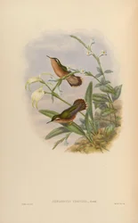 Adelomyia cervina = Adelomyia melanogenys cervina